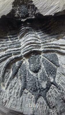 MUSEUM. Acanthopyge aff. Haueri extremely rare Fossil Trilobite. Mrakib. Morocco