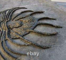 MUSEUM. Acanthopyge aff. Haueri extremely rare Fossil Trilobite. Mrakib. Morocco