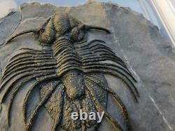 MUSEUM. Acanthopyge aff. Haueri extremely rare Fossil Trilobite. Mrakib. Morocco