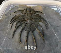 MUSEUM. Acanthopyge aff. Haueri extremely rare Fossil Trilobite. Mrakib. Morocco