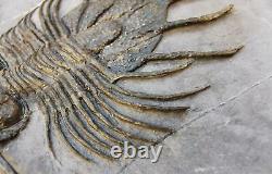 MUSEUM. Acanthopyge aff. Haueri extremely rare Fossil Trilobite. Mrakib. Morocco