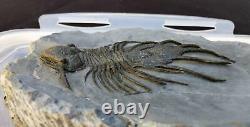 MUSEUM. Acanthopyge aff. Haueri extremely rare Fossil Trilobite. Mrakib. Morocco