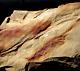 Museum Quality Big Extremely Rare Lycopod Bothrodendron With Foliage Lycopodites