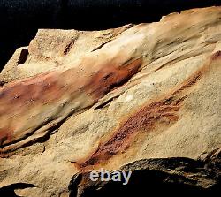 Museum quality big extremely rare lycopod Bothrodendron with foliage Lycopodites