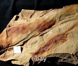 Museum quality big extremely rare lycopod Bothrodendron with foliage Lycopodites