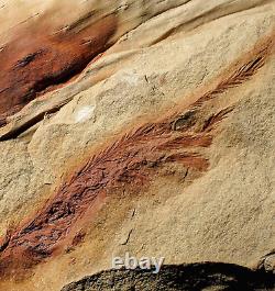 Museum quality big extremely rare lycopod Bothrodendron with foliage Lycopodites