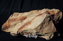 Museum quality big extremely rare lycopod Bothrodendron with foliage Lycopodites