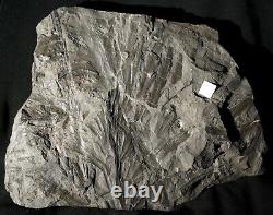 Museum quality huge extremely rare mystery fossil plant and two Arthropleura