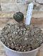 Pelecyphora Asseliformis 2.5cm Cactus Plant Extremely Rare