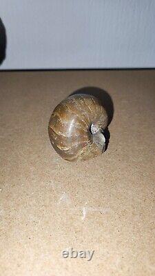 Polished Nautilus Cenoceras Fossil, Isle Of Skye. Bearreraig bay Extremely Rare