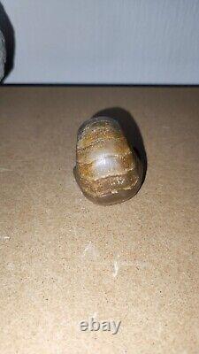 Polished Nautilus Cenoceras Fossil, Isle Of Skye. Bearreraig bay Extremely Rare