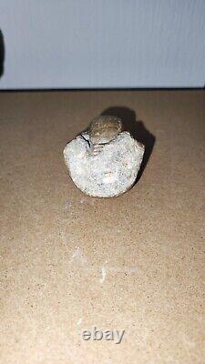 Polished Nautilus Cenoceras Fossil, Isle Of Skye. Bearreraig bay Extremely Rare