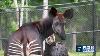 Rare Zebra Giraffe Hybrid Birth In New Orleans Sparks Zoo World Excitement