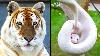 Rarest Animals In The World
