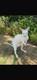 Taxidermy Albino Wallaby Soft Mount Semi Posable Extremely Rare Brand New Mount