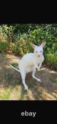 Taxidermy Albino Wallaby Soft Mount Semi Posable Extremely Rare Brand New Mount