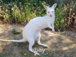 Taxidermy Albino Wallaby Soft Mount Semi Posable Extremely Rare Brand New Mount