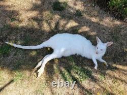 Taxidermy Albino Wallaby Soft Mount Semi Posable Extremely Rare Brand New Mount