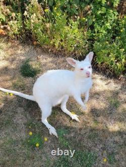 Taxidermy Albino Wallaby Soft Mount Semi Posable Extremely Rare Brand New Mount
