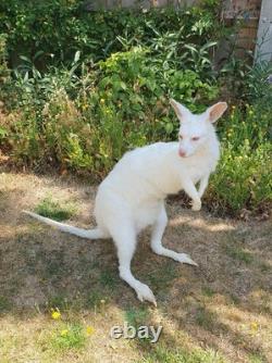 Taxidermy Albino Wallaby Soft Mount Semi Posable Extremely Rare Brand New Mount