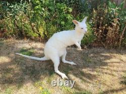 Taxidermy Albino Wallaby Soft Mount Semi Posable Extremely Rare Brand New Mount
