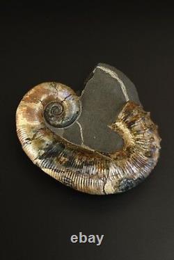 Audouliceras Sp. Ammonite Russe Extrêmement Rare