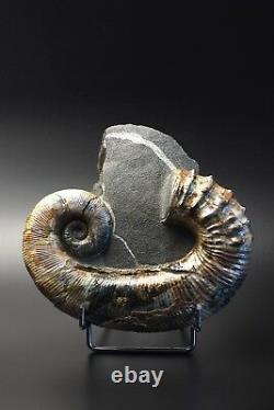 Audouliceras Sp. Ammonite Russe Extrêmement Rare