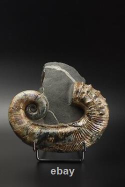 Audouliceras Sp. Ammonite Russe Extrêmement Rare