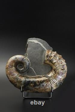Audouliceras Sp. Ammonite Russe Extrêmement Rare