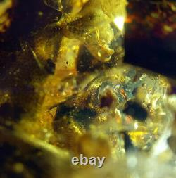 Burmite Amber Fossil Sc5588 Extremely Rare 5cm Lézard