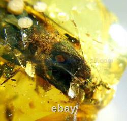 Burmite Amber Fossil Sc5588 Extremely Rare 5cm Lézard