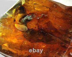 Burmite Ambre Fossil Sc5416 Extrêmement Rare 6cm Lézard