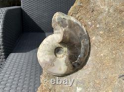 Énorme Bloc Multi Poli Scunthorpe Ammonites Rare Fossile Marine Extrêmement Rare