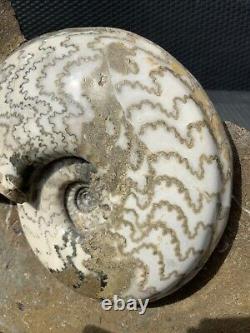 Énorme Bloc Multi Poli Scunthorpe Ammonites Rare Fossile Marine Extrêmement Rare