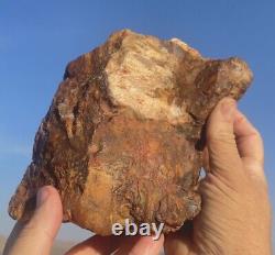 Énorme Bois D'agate Opale Pétrifié 6lbs+ Massivement Rare Druzy Recouvert