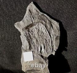 Espèce D'arthropleura Fossile Extrêmement Rare Non Décrite! Géant Charbon Millipede