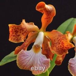 Espèce D'orchidée De Cattleya Velutina Extrêmement Rare Taille De La Floraison