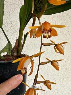 Espèce d'orchidée Coelogyne Odoardi en pleine floraison, taille adulte, extrêmement rare
