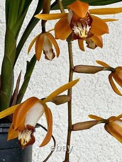 Espèce d'orchidée Coelogyne Odoardi en pleine floraison, taille adulte, extrêmement rare