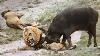 Extrêmement Rare Buffalo Herd Rescue Baby From Male Lion Hunt 7 Lions Vs 100 Buffalo