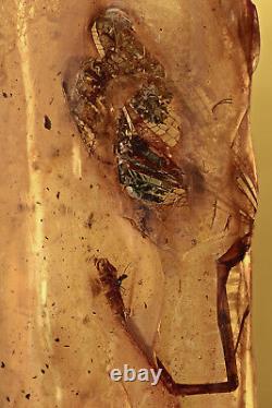 Extrêmement Rare Odonata Fossil Dragonfly Véritable Ambre Baltique + Hq Pic 190115
