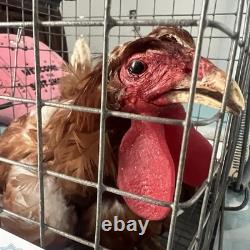 Extrêmement rare ! Netflix Orange is the New Black Écran d'origine utilisé CHICKEN