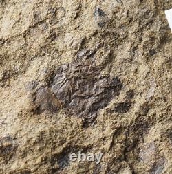 Extrêmement rare Silurien inconnu, l'une des plus anciennes plantes terrestres ou champignons