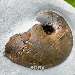 Fossile extrêmement rare de Cénocéras Nautilus dans un nodule d'ammonite verte, préparé des deux côtés