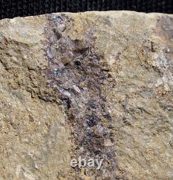 Fossile extrêmement rare de la plus ancienne plante terrestre lycopside de la Silurienne avec des spores