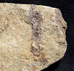 Fossile extrêmement rare de la plus ancienne plante terrestre lycopside de la Silurienne avec des spores
