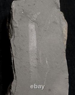Fossile géant extrêmement rare de ver de terre de l'ère carbonifère avec une préservation du corps mou