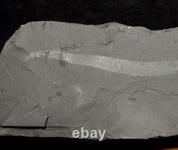 Fossile géant extrêmement rare de ver de terre de l'ère carbonifère avec une préservation du corps mou