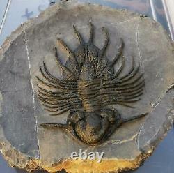 Musée. Acanthopyge Aff. Haueri Extrêmement Rares Trilobites Fossiles. Mrakib. Maroc