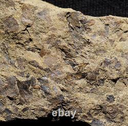 Musée extrêmement rare: Fossile de plante terrestre lycopsid de Silurien, le plus ancien connu